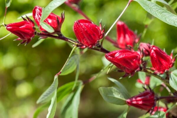 Dried Hibiscus Flower (2)