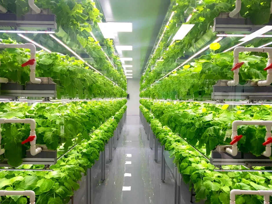 Vertical Farming